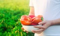 The farmer is harvesting the pepper in the field. fresh healthy organic vegetables. agriculture Royalty Free Stock Photo