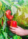 The farmer is harvesting the pepper in the field. fresh healthy organic vegetables. agriculture Royalty Free Stock Photo