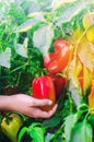 The farmer is harvesting the pepper in the field. fresh healthy organic vegetables. agriculture Royalty Free Stock Photo