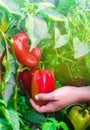 The farmer is harvesting the pepper in the field. fresh healthy organic vegetables. agriculture Royalty Free Stock Photo