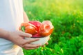 The farmer is harvesting the pepper in the field. fresh healthy organic vegetables. agriculture Royalty Free Stock Photo