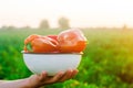 The farmer is harvesting the pepper in the field. fresh healthy organic vegetables. agriculture Royalty Free Stock Photo