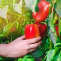 The farmer is harvesting the pepper in the field. Fresh healthy organic vegetables. Eco friendly products. Agriculture Royalty Free Stock Photo