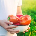 The farmer is harvesting the pepper in the field. Fresh healthy organic vegetables. Eco friendly products. Agriculture Royalty Free Stock Photo