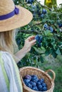 Female farmer harvesting plums in orchard Royalty Free Stock Photo