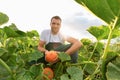Farmer harvesting pumpkins on a vegetable field of the farm Royalty Free Stock Photo