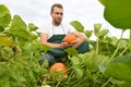 Farmer harvesting pumpkins on a vegetable field of the farm