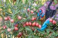 Farmer harvesting red tomatoes in the kitchen garden by cutting