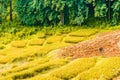 Farmer harvesting rice field in the mountains by Chaing Rai - Thailand Royalty Free Stock Photo
