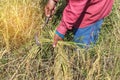 Farmer harvesting rice field by sickle in paddy field