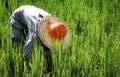 Farmer Harvesting Rice Nature Asian Culture Concept Royalty Free Stock Photo