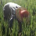Farmer Harvesting Rice Nature Asian Culture Concept Royalty Free Stock Photo