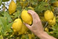 Farmer harvesting ripe lemons