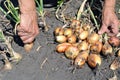 Farmer harvesting ripe onion