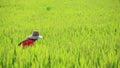 Farmer harvesting ripe paddy rice Royalty Free Stock Photo