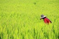 Farmer harvesting ripe paddy rice in Mae Chaem, Chiang Mai Royalty Free Stock Photo