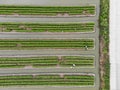 Farmer harvesting vegetable garden field farm. Summer green agriculture large farm in nature, aerial top view Royalty Free Stock Photo