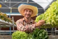 Farmer harvesting vegetable from hydroponics farm. Organic fresh vegetable, Farmer working with hydroponic vegetables