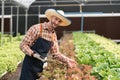 Farmer harvesting vegetable from hydroponics farm. Organic fresh vegetable, Farmer working with hydroponic vegetables