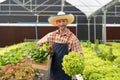 Farmer harvesting vegetable from hydroponics farm. Organic fresh vegetable, Farmer working with hydroponic vegetables