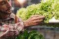 Farmer harvesting vegetable from hydroponics farm. Organic fresh vegetable, Farmer working with hydroponic vegetables