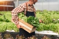 Farmer harvesting vegetable from hydroponics farm. Organic fresh vegetable, Farmer working with hydroponic vegetables