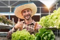 Farmer harvesting vegetable from hydroponics farm. Organic fresh vegetable, Farmer working with hydroponic vegetables