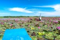 A farmer is harvesting water lily in a flooded field Royalty Free Stock Photo