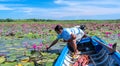 A farmer is harvesting water lily in a flooded field Royalty Free Stock Photo