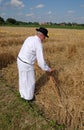 Farmer harvesting wheat with scyth Royalty Free Stock Photo