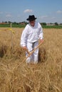 Farmer harvesting wheat with scyth Royalty Free Stock Photo