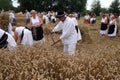 Farmer harvesting wheat with scythe Royalty Free Stock Photo