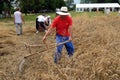 Farmer harvesting wheat with scythe Royalty Free Stock Photo