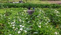 A farmer harvesting white Calla Lilies arum lily in a large garden with beautiful flowers in full bloom