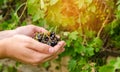 A farmer harvests blackcurrant in the garden. Summer healthy harvest. Berry harvesting. Selective focus