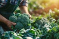 A farmer harvests broccoli in a field on a sunny day. Freshly picked vegetables. Agriculture and farming