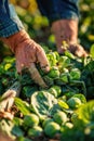 a farmer harvests Brussels sprouts. Selective focus