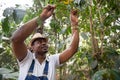 A farmer harvests coffee berries on his plantation in africa, person at work Royalty Free Stock Photo