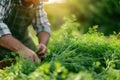 A farmer harvests freshly harvested dill in a field on a sunny day. Agriculture and farming. Organic vegetables