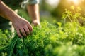 A farmer harvests freshly harvested dill in a field on a sunny day. Agriculture and farming. Organic vegetables