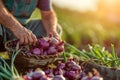 A farmer harvests freshly harvested onions in a field on a sunny day. Agriculture and farming. Organic vegetables