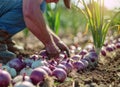 A farmer harvests freshly harvested onions in a field on a sunny day. Agriculture and farming. Organic vegetables
