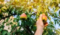 The farmer harvests ripe pears in the garden. Fruits on the tree. Healthy, natural fruits. Selective focus
