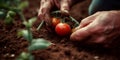 farmer harvests tomato in garden outdoors, organic growing, panoramic image