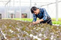 A farmer harvests veggies from a hydroponics garden. organic fresh grown vegetables and farmers laboring in a greenhouse with a