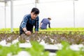 A farmer harvests veggies from a hydroponics garden. organic fresh grown vegetables and farmers laboring in a greenhouse with a