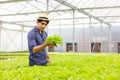 A farmer harvests veggies from a hydroponics garden. organic fresh grown vegetables and farmers laboring in a greenhouse with a