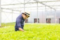 A farmer harvests veggies from a hydroponics garden. organic fresh grown vegetables and farmers laboring in a greenhouse with a