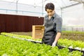 A farmer harvests veggies from a hydroponics garden. organic fresh grown vegetables and farmers laboring in a greenhouse with a