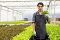 A farmer harvests veggies from a hydroponics garden. organic fresh grown vegetables and farmers laboring in a greenhouse with a